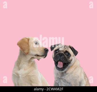 Team von zwei Hunden, labrador Retriever Blick auf Mops, während aus der Zunge auf rosa Hintergrund Stockfoto