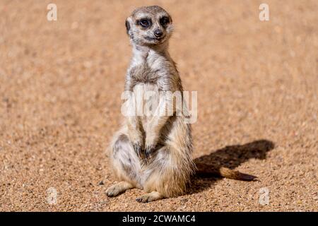 Ein Erdmännchen (Suricata suricatta) Sitzt aufrecht und wacht über alle Aktivitäten rund um die Gruppe Und wachsam gegenüber potenziellen herannahenden Raubtieren Stockfoto