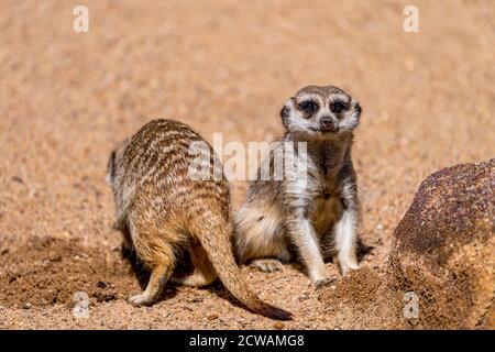 Zwei Erdmännchen (Suricata suricatta). Der eine schaut der Kamera zu und der andere gräbt sich in den Sand neben ihnen. Stockfoto