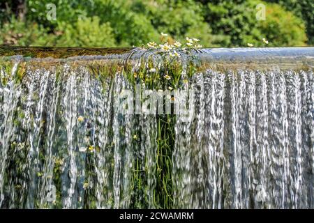 Trotzige Wildblumen stecken durch das kaskadierende Wasser der Cheddar Yeo Fluss an einem Wasserfall im berühmten Cheddar Schlucht in Somerset Stockfoto