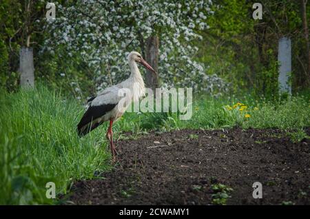 Der Weißstorch - Ciconia ciconia, der Storch geht auf dem Kartoffelfeld nach dem Regen auf der Suche nach den Fröschen. Stockfoto