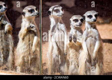 Erdmännchen im Dubbo Zoo stehen am Glas, um ihre menschlichen Besucher zu untersuchen. Stockfoto