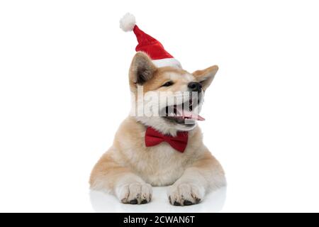 Verschlafene Akita Inu gähnt mit der Zunge, während sie eine rote Fliege und einen Weihnachtsmann-Hut trägt und sich auf weißem Studiohintergrund legt Stockfoto
