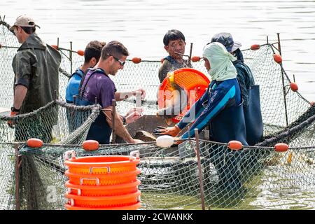 Karpfen werden vernetzt, gewogen und untersucht und in den Pool in diesem Fischbecken auf einem Kibbuz in Israel zurückgegeben Stockfoto