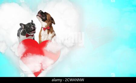 Nette französisch Bulldogge Hund keuchend glücklich neben einem Boxer Hund heult in Schmerzen über dem Herzen auf blauem Hintergrund Stockfoto