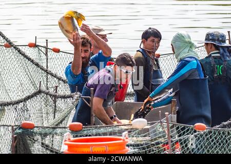 Karpfen werden vernetzt, gewogen und untersucht und in den Pool in diesem Fischbecken auf einem Kibbuz in Israel zurückgegeben Stockfoto