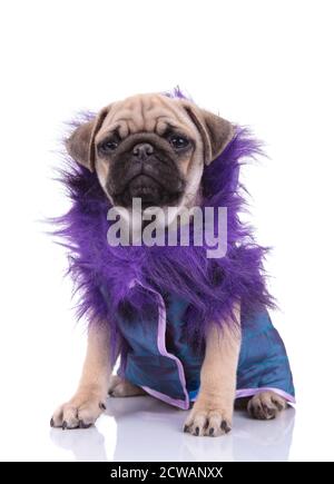 Liebenswert Mops tragen lila Jacke und sitzen isoliert auf weiß Hintergrund Stockfoto