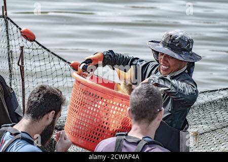 Karpfen werden vernetzt, gewogen und untersucht und in den Pool in diesem Fischbecken auf einem Kibbuz in Israel zurückgegeben Stockfoto