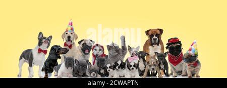 Team von verschiedenen Tieren keuchend, ragende Zunge, Tragen von Brillen, Hüte und Binden auf gelbem Hintergrund Stockfoto