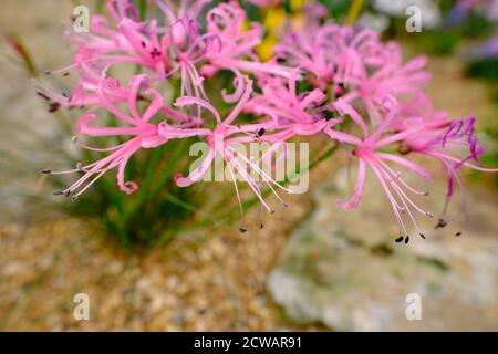Nerine bowdenii alias Cornish Lily, Cape Flower, Guernsey Lily oder Bowden Lily, eine Staude mit großen Dolden von Lilie-wie rosa Blüten mit Rüschen Spitzen Stockfoto