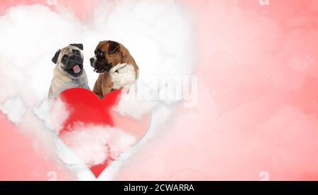 In Love Pug und Boxer Welpen keuchend und umsehen, sitzen auf einer Liebeswolke hinter einem großen Herzen auf rotem Hintergrund Stockfoto