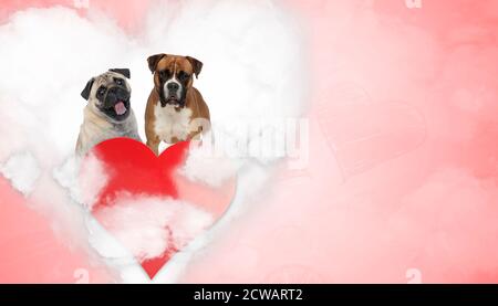 Schöne Pug und Boxer Welpen keuchend und freuen sich, sitzen auf einer Liebeswolke hinter einem großen Herzen auf rotem Hintergrund Stockfoto