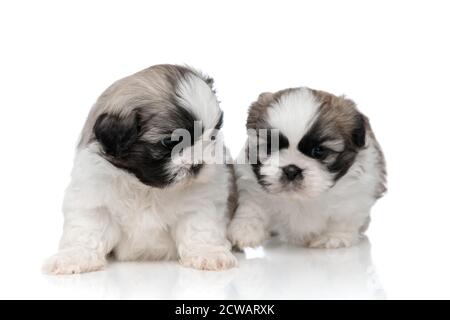 Neugieriger Shih Tzu, der sich umsieht und sucht, während er darauf sitzt Weißer Studiohintergrund Stockfoto