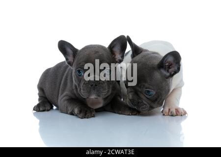 Zwei neugierige französische Bulldogge Jungen schnüffeln und untersuchen beim Legen Unten und nebeneinander auf weißem Studiohintergrund stehend Stockfoto