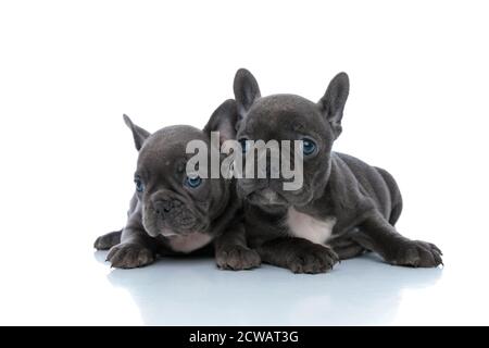 Zwei eifrige französische Bulldoggen-Jungen schauten beim Liegen neugierig weg Seite an Seite auf weißem Studiohintergrund Stockfoto