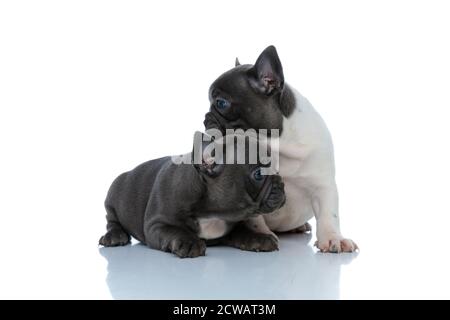 Eifrige französische Bulldogge Jungen schauen zur Seite über jedem Andere beim Hinlegen und nebeneinander sitzen Weißer Studiohintergrund Stockfoto