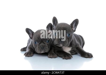 Zwei niedliche Französisch Bulldogge Welpen freuen sich beim Niederlegen Seite an Seite auf weißem Studiohintergrund Stockfoto