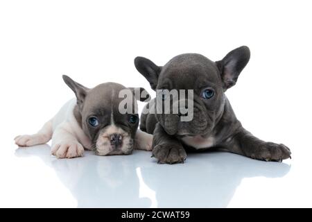 Zwei coole französische Bulldog-Jungen, die sich beim Liegen entspannen und ausruhen Seite an Seite auf weißem Studiohintergrund Stockfoto