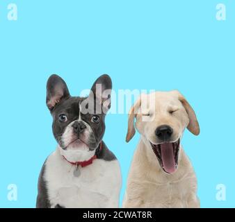 Pflichtbewusste französische Bulldogge mit Kragen, Blick nach vorne und Labrador Retriever schreien auf blauem Hintergrund Stockfoto