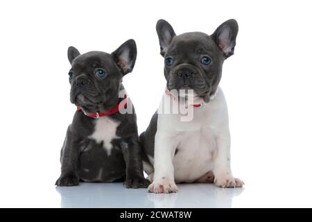 Zwei pflichtbewusste französische Bulldoggen-Jungen, die neugierig nach vorne schauen, während sie Seite an Seite auf weißem Studiohintergrund sitzen und rote Kragen tragen Stockfoto