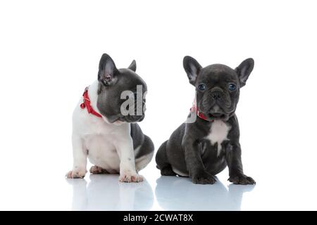 Begieriger französischer Bulldogge, der neugierig zu seinem Bruder schaut, während er Seite an Seite auf weißem Studiohintergrund sitzt und rote Kragen trägt Stockfoto