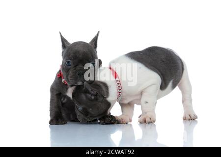 Eifrige französische Bulldogge Jungen schnüffeln und schauen herum, während sie sich hinlegen und nebeneinander auf weißem Studiohintergrund sitzen, tragen rote Kragen Stockfoto