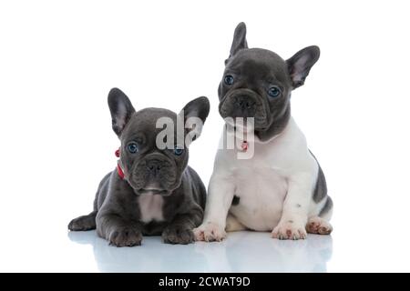 Zwei fokussierte französische Bulldogge Jungen, die fokussiert wegschauen, während sie sich hinlegen und Seite an Seite auf weißem Studiohintergrund sitzen und rote Kragen tragen Stockfoto