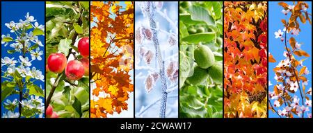 Collage von Naturbildern, die Jahreszeiten darstellen: Frühling, Sommer, Herbst und Winter. Stockfoto