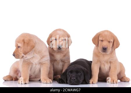 Ein paar labrador Retriever Hunde mit gelbem und schwarzem Fell Sitzend und liegend, zur Seite schauend und den Kopf ruhend Müde auf weißem Studio-Backgrou Stockfoto