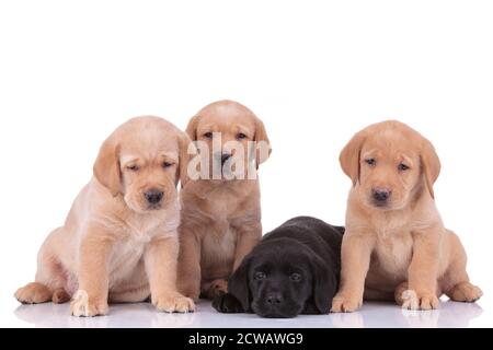 Ein paar labrador Retriever Hunde mit gelbem und schwarzem Fell Sitzend und liegend, dabei wegschauen und den Kopf ruhen Nachdenklich auf weißem Studio-Backgro Stockfoto