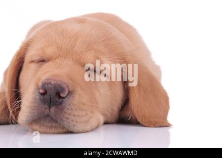 Niedlicher labrador Retriever Hund mit gelbem Fell liegend und Schlafen müde auf weißem Studio Hintergrund Stockfoto