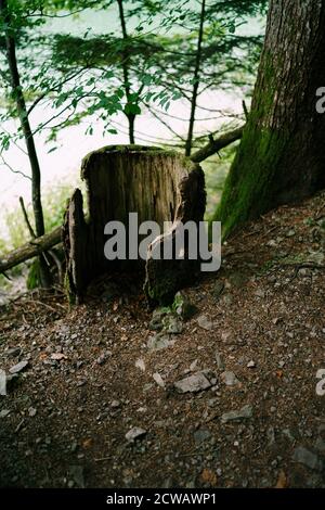 Reste von Rinde aus einem alten Stumpf im Wald am Wasser in der Nähe des Baumstamms. Stockfoto