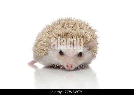 Niedlicher Albino-Igel mit weißem Fell, der sich hinlegt und schaut Bei der Kamera glücklich auf weißem Studio-Hintergrund Stockfoto