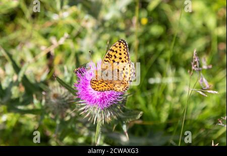 Ein Perlenumrandter Fritillary (Boloria euphrosyne) auf einer Distel in Schottland. Stockfoto