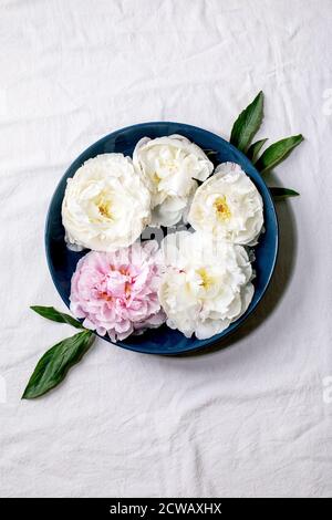 Rosa und weiße Pfingstrosen Blumen mit Blättern in blauen Teller über weißen Baumwolle Textil Hintergrund. Flach liegend, Kopierplatz Stockfoto
