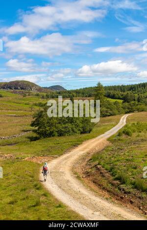 Ein Wanderer auf einem Weg, der nach Loch Ordie, perth und kinross, Schottland führt Stockfoto