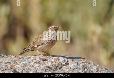 Waldlerche oder Holzlerche (Lullula arborea) auf einem Felsen, im spanischen Naturschutzgebiet thront. Spanien. Stockfoto