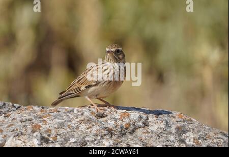 Waldlerche oder Holzlerche (Lullula arborea) auf einem Felsen, im spanischen Naturschutzgebiet thront. Spanien. Stockfoto