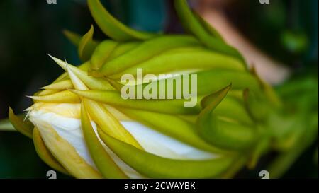 Nahaufnahme der Drachenfrucht Blume am Morgen Stockfoto