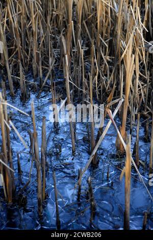 Parc Cwm Darran, ein friedlicher Landpark, der im Daran Valley, zwei Meilen nördlich von Bargoed, versteckt liegt. Stockfoto