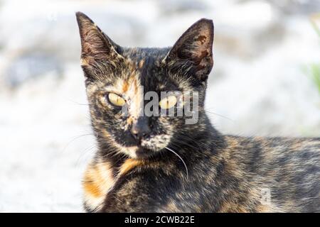 Nahaufnahme einer goldenen und schwarzen Katze mit gelben Augen Auf einem Steinboden liegend und auf die Kamera schauend Stockfoto