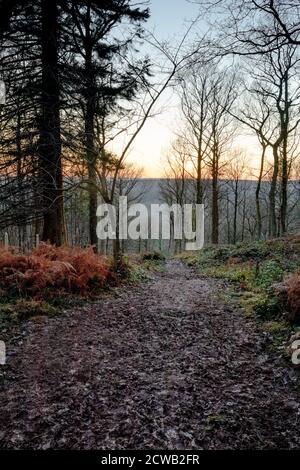 Ein rauer, übersäter Weg führt durch die Außenbezirke von A Wald auf die Landschaft in schwarz und weiß Stockfoto