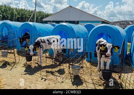 Junge Kälber in blauen Kälberhäusern auf der Tagebuchfarm Stockfoto