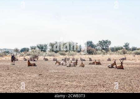 Ein blauer Gnus steht, Oryx und roter Hartebeest liegen im Kgalagadi Stockfoto