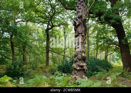 Canker auf kranken Silberbirken, England Stockfoto