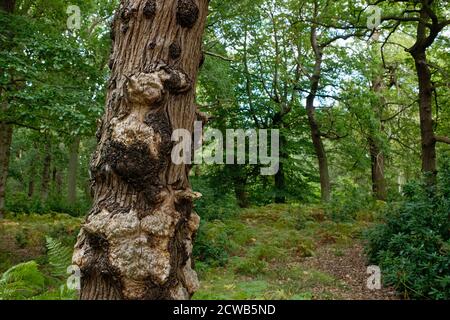Canker auf kranken Silberbirken, England Stockfoto