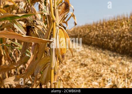 Nahaufnahme der Ähre des Mais auf dem braunen Kornstiel bereit für die Ernte. Konzept der Erntezeit, Landwirtschaft, Landwirtschaft und Ethanol. Stockfoto