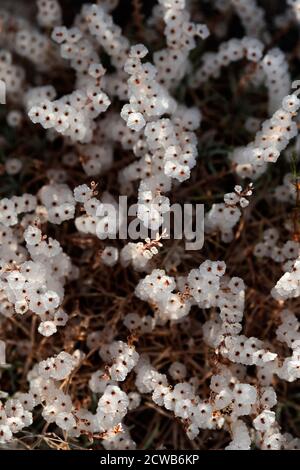 Hintergrund von kleinen Feld Berg weißen Blumen Stockfoto