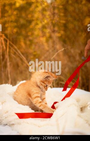 Kleine Ingwer tabby Kätzchen spielen mit einem roten Satinband auf Decke im Park in der Natur. Vertikale Ausrichtung Stockfoto