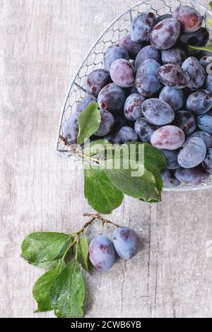 Reife lila Pflaumen mit Blättern in Metall dekorativen Korb über grauen Holzhintergrund. Draufsicht. Stockfoto
